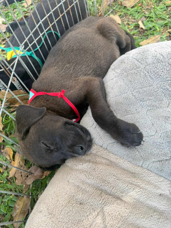 adote-cleber-adocao-doacao-cachorro-gato-3