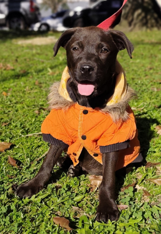 adote-cleber-adocao-doacao-cachorro-gato-0