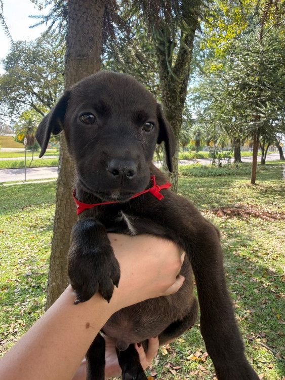 adote-cleber-adocao-doacao-cachorro-gato-1