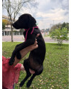 adote-alana-small-4