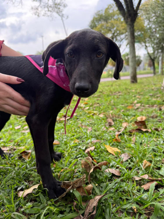 adote-alana-adocao-doacao-cachorro-gato-0
