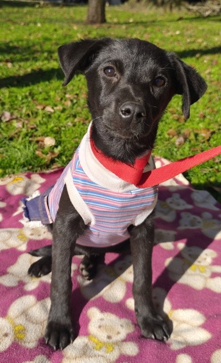 adote-alana-adocao-doacao-cachorro-gato-0