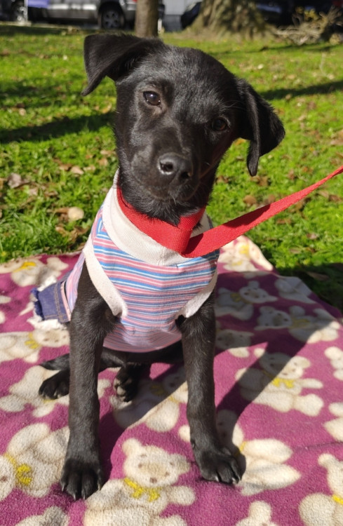 adote-alana-adocao-doacao-cachorro-gato-2