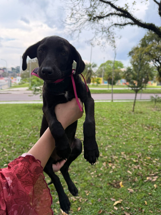 adote-alana-adocao-doacao-cachorro-gato-3