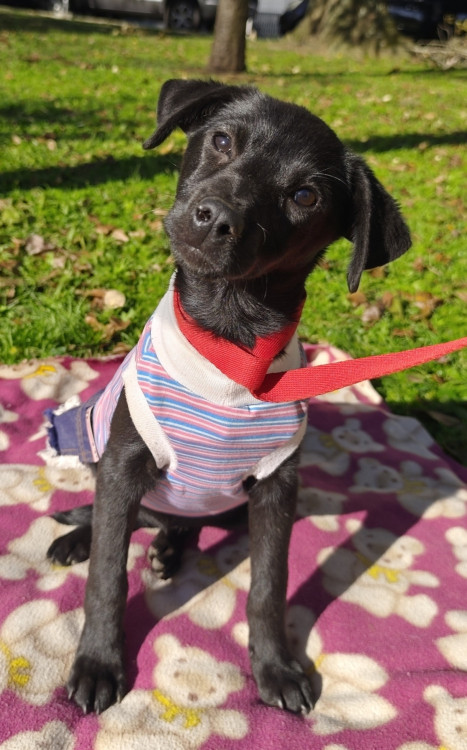adote-alana-adocao-doacao-cachorro-gato-1