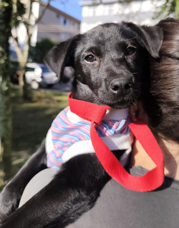 adote-alana-adocao-doacao-cachorro-gato-3
