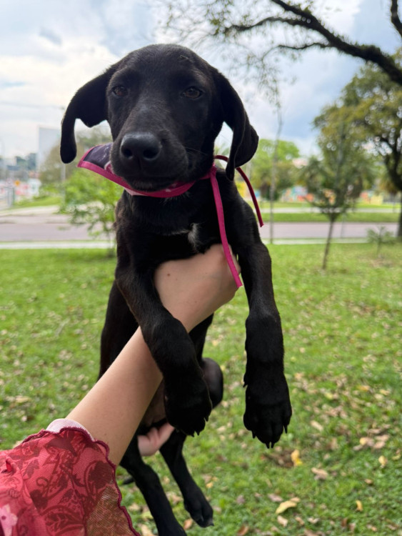 adote-alana-adocao-doacao-cachorro-gato-1