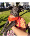 adote-dora-small-4
