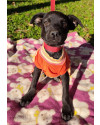 adote-dora-small-1