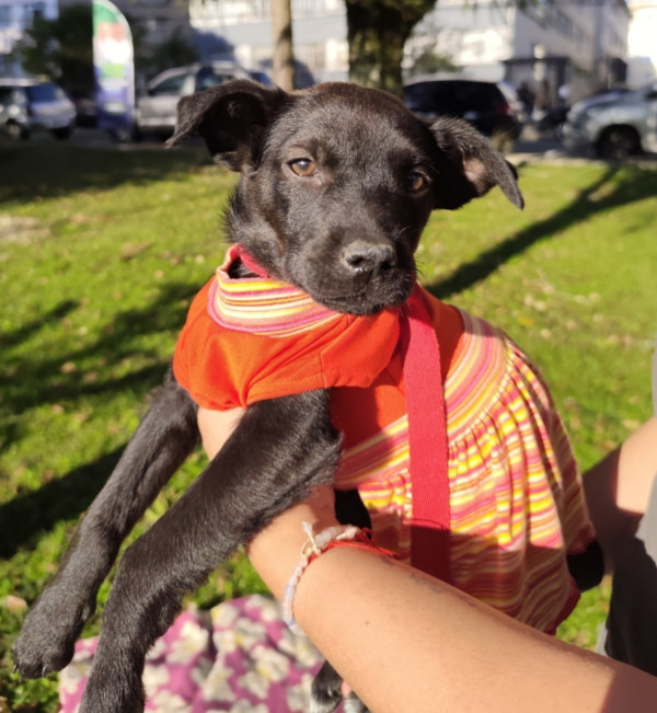 adote-dora-adocao-doacao-cachorro-gato-4