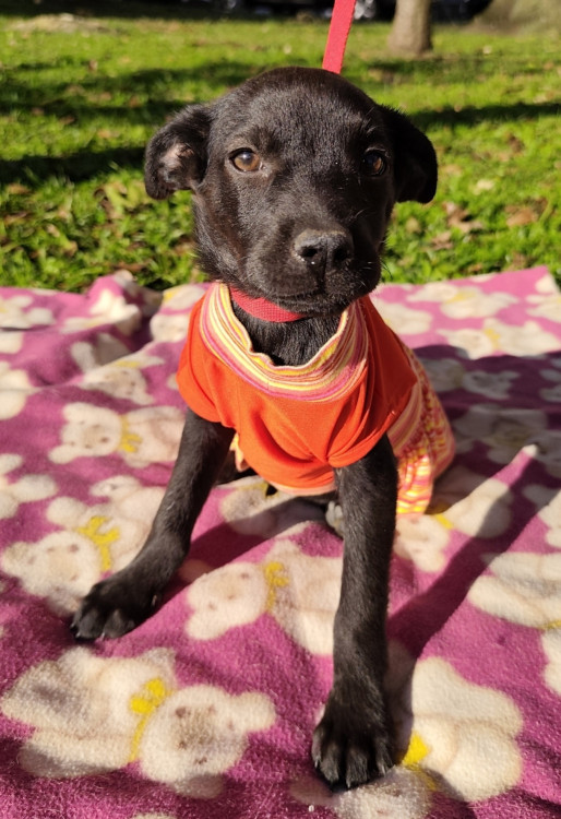 adote-dora-adocao-doacao-cachorro-gato-3