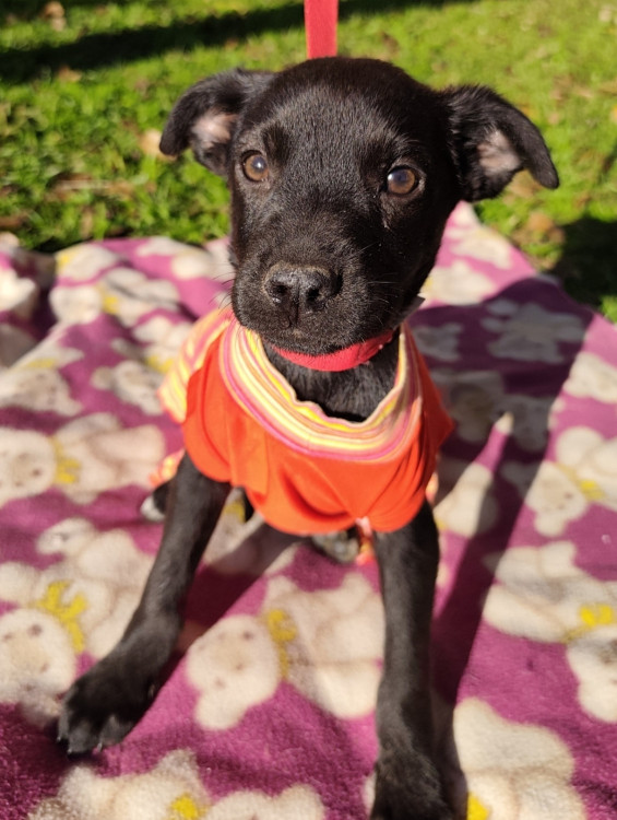 adote-dora-adocao-doacao-cachorro-gato-0