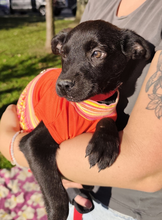 adote-dora-adocao-doacao-cachorro-gato-2