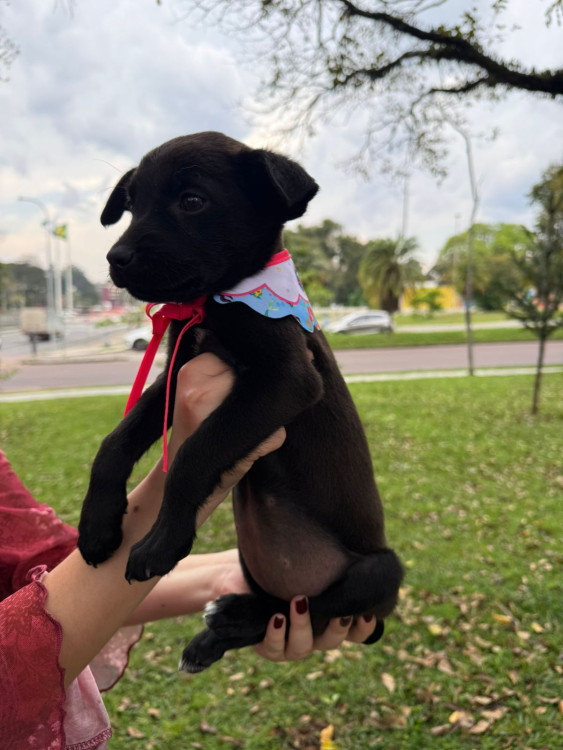 adote-dora-adocao-doacao-cachorro-gato-1