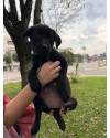 adote-fabia-small-1