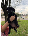 adote-fabia-small-2