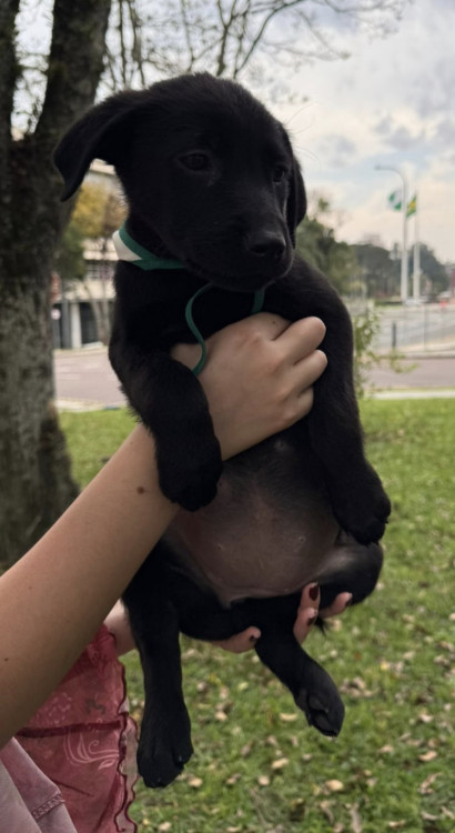 adote-fabia-adocao-doacao-cachorro-gato-0