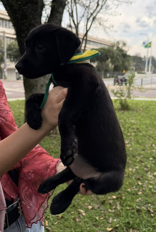 adote-fabia-adocao-doacao-cachorro-gato-3