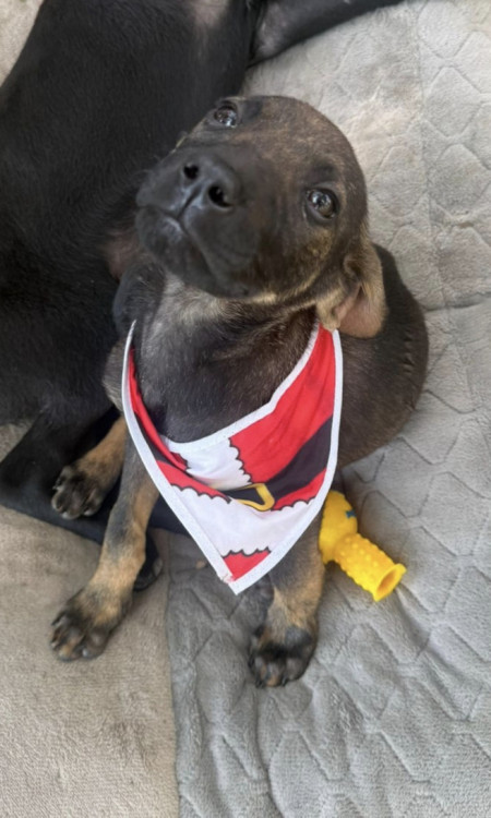 adote-otoniel-adocao-doacao-cachorro-gato-0