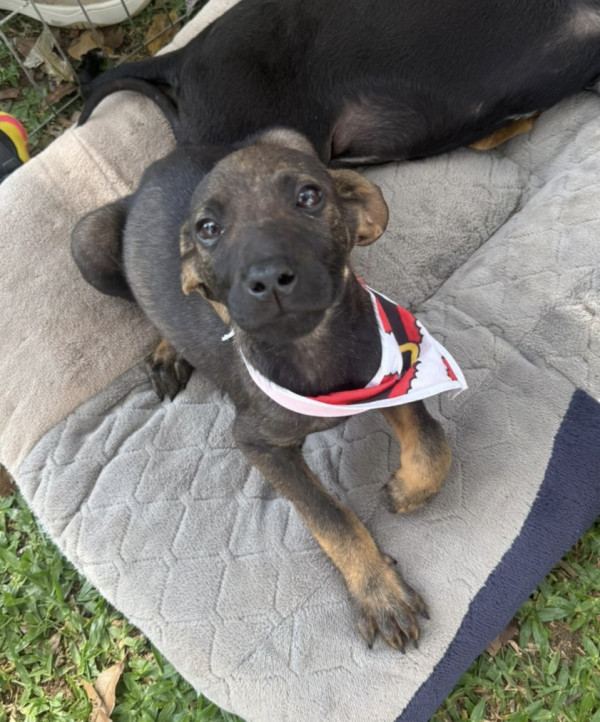 adote-otoniel-adocao-doacao-cachorro-gato-1