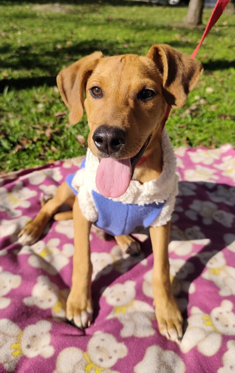 adote-pedro-adocao-doacao-cachorro-gato-1
