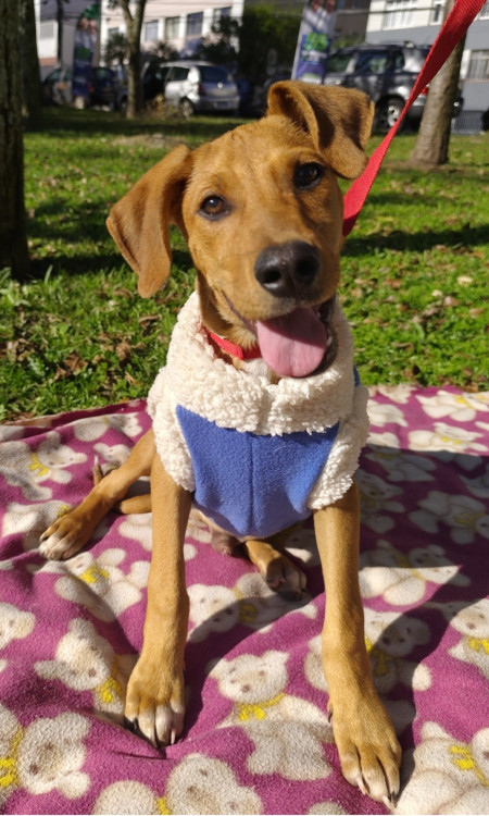 adote-pedro-adocao-doacao-cachorro-gato-0