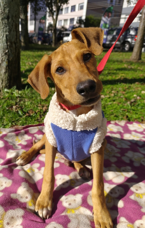 adote-pedro-adocao-doacao-cachorro-gato-2