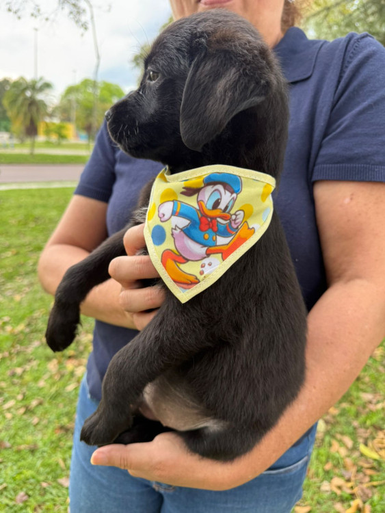 adote-andre-adocao-doacao-cachorro-gato-1