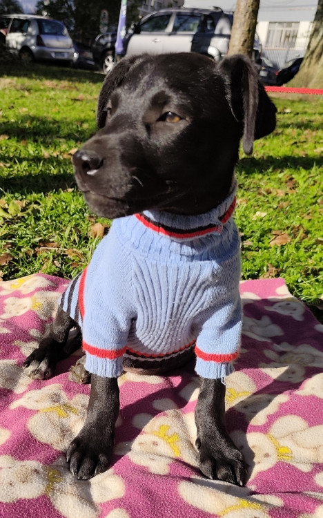 adote-andre-adocao-doacao-cachorro-gato-3
