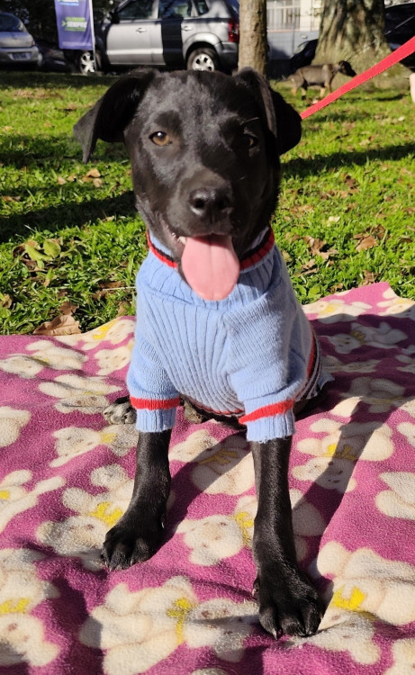 adote-andre-adocao-doacao-cachorro-gato-1