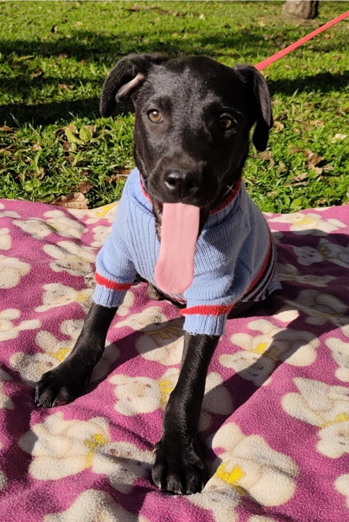 adote-andre-adocao-doacao-cachorro-gato-0