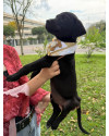 adote-ulisses-small-2