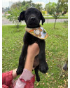adote-ulisses-small-0