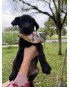 adote-ulisses-small-4