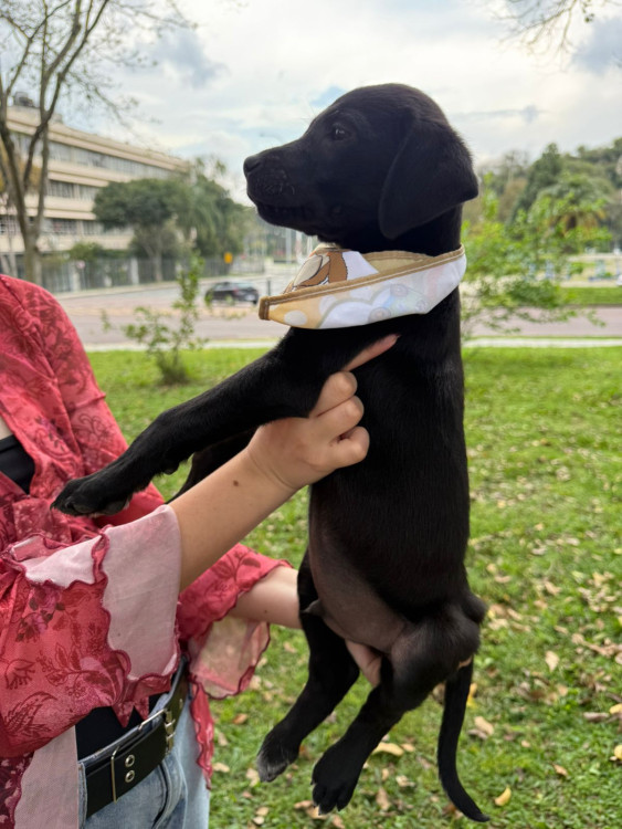 adote-ulisses-adocao-doacao-cachorro-gato-3