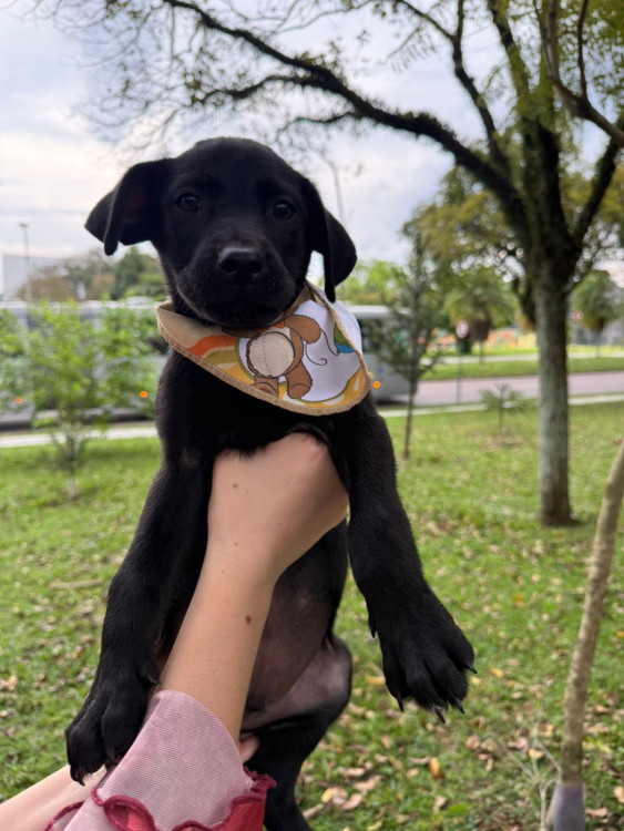 adote-ulisses-adocao-doacao-cachorro-gato-4
