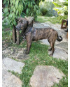 chico-small-1
