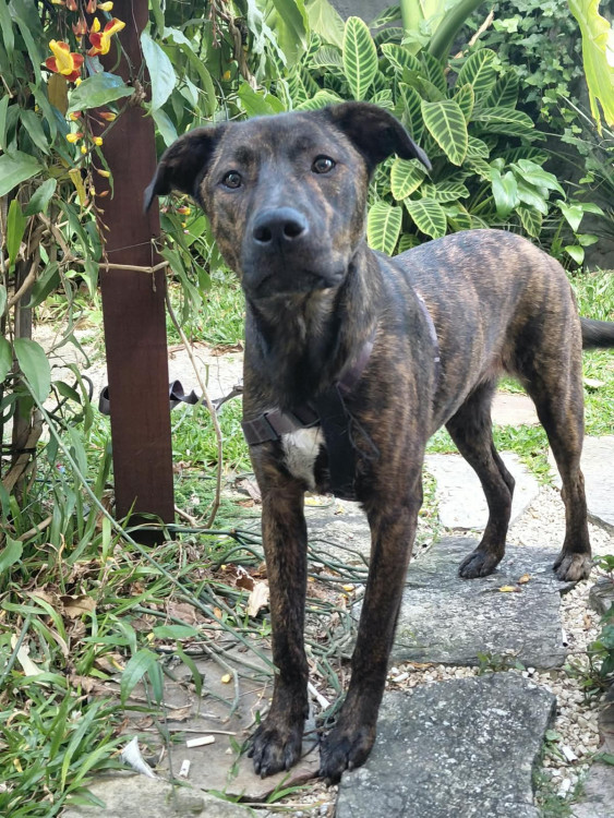 chico-adocao-doacao-cachorro-gato-0