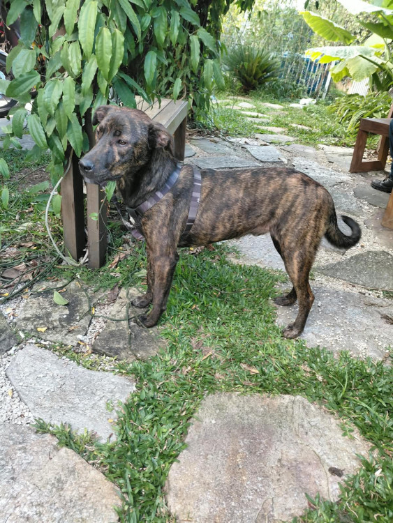 chico-adocao-doacao-cachorro-gato-1