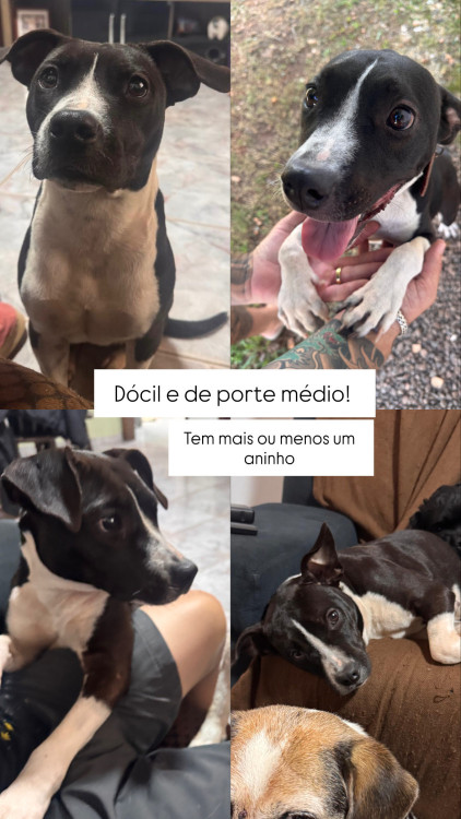 serena-femea-filhote-1ano-docil-adocao-doacao-cachorro-gato-0