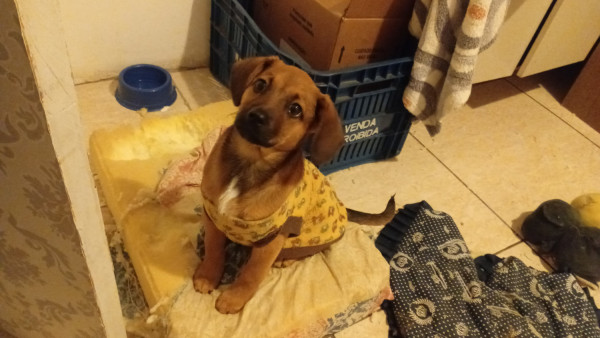 adocao-adocao-doacao-cachorro-gato-0