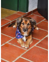 simba-adocao-responsavel-small-1