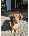 simba-adocao-responsavel-small-3