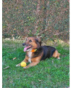 simba-adocao-responsavel-small-4