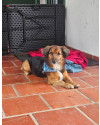 simba-adocao-responsavel-small-2