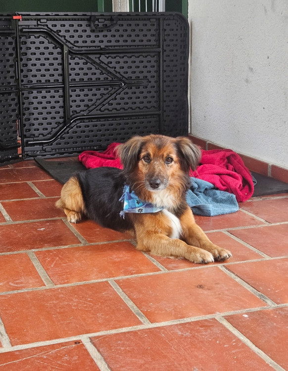 simba-adocao-responsavel-adocao-doacao-cachorro-gato-2