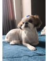 alvin-shih-tzu-de-7-anos-e-porte-pequeno-super-tranquilo-e-amoroso-small-0