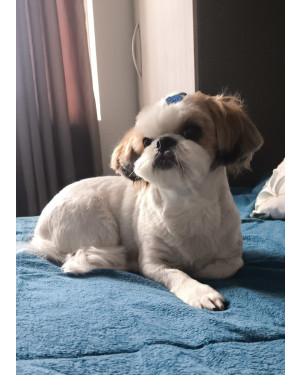 Alvin: Shih Tzu de 7 Anos e Porte Pequeno Super Tranquilo e Amoroso