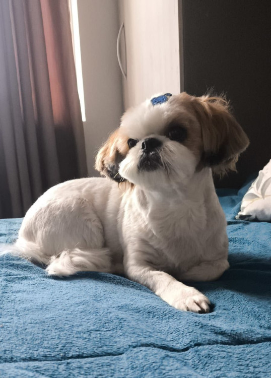 alvin-shih-tzu-de-7-anos-e-porte-pequeno-super-tranquilo-e-amoroso-adocao-doacao-cachorro-gato-0
