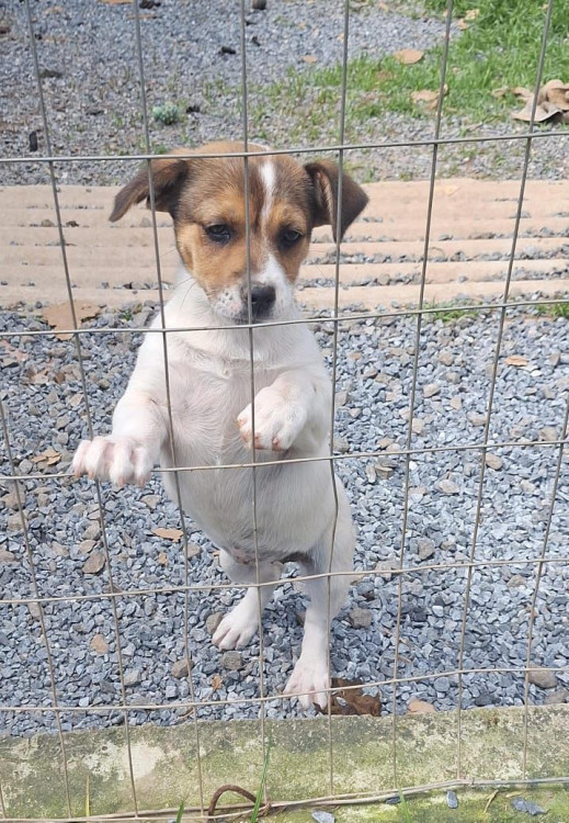 alice-filhote-femea-de-3-meses-brincalhona-amorosa-e-provavel-porte-pequeno-adocao-doacao-cachorro-gato-0